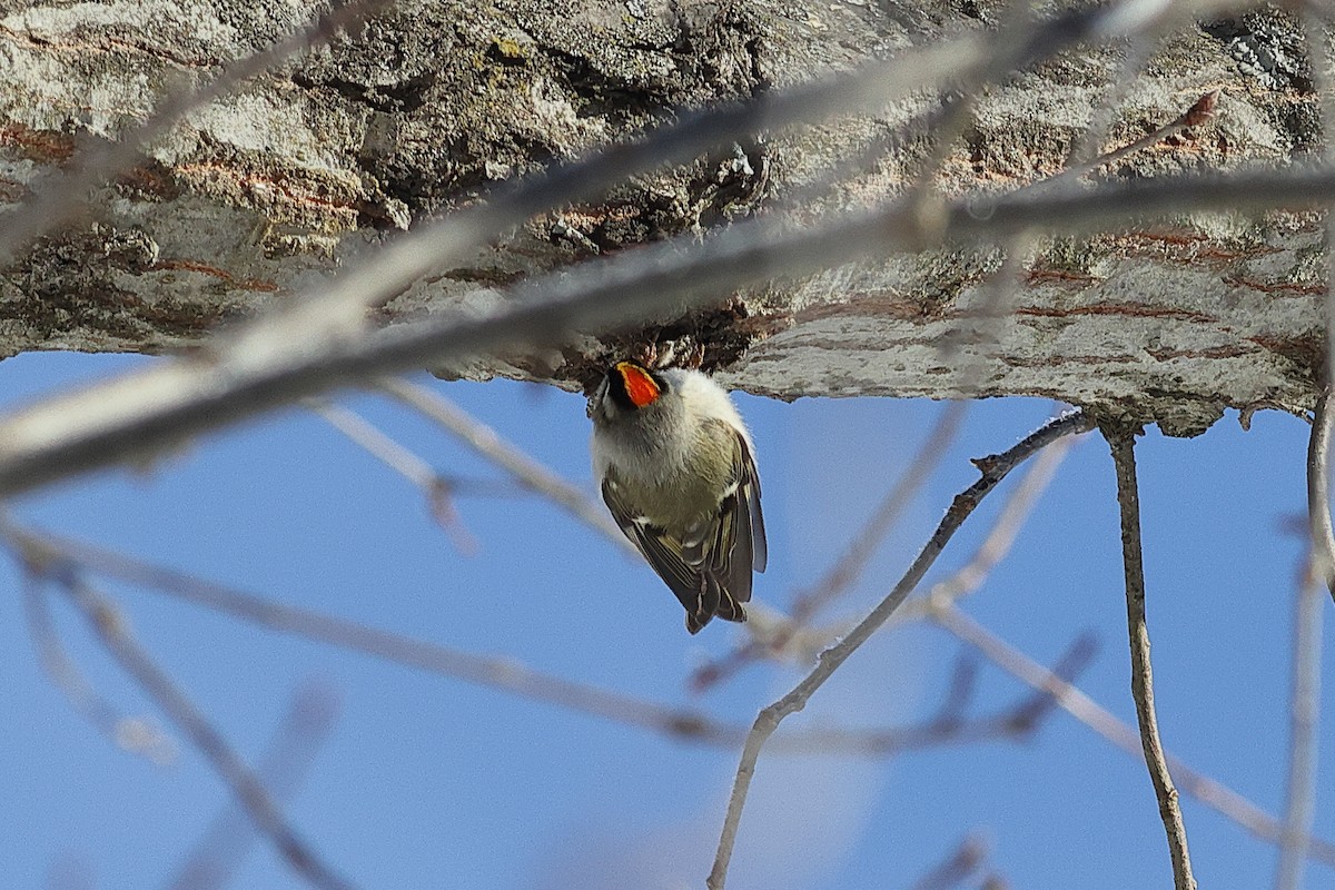 Indianergoldhähnchen - ML649373400