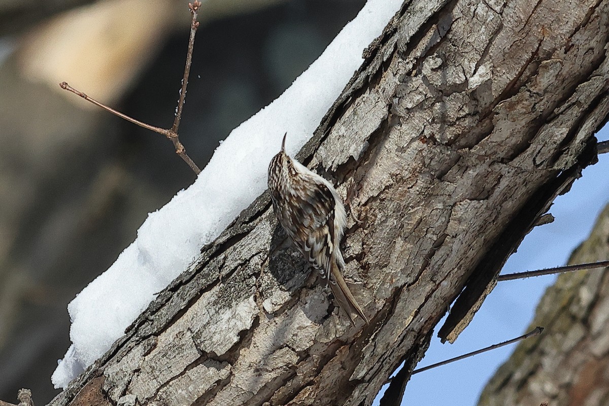 Amerikabaumläufer - ML649373404