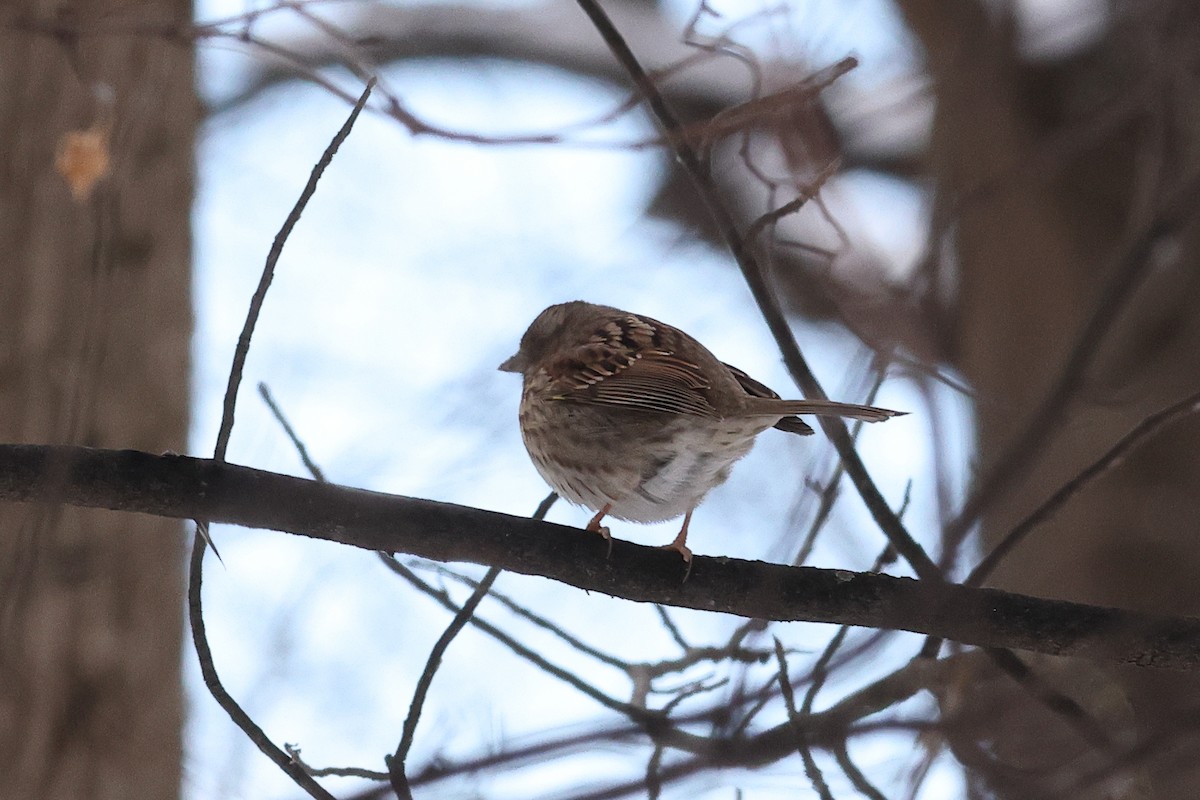 Weißkehlammer - ML649373415