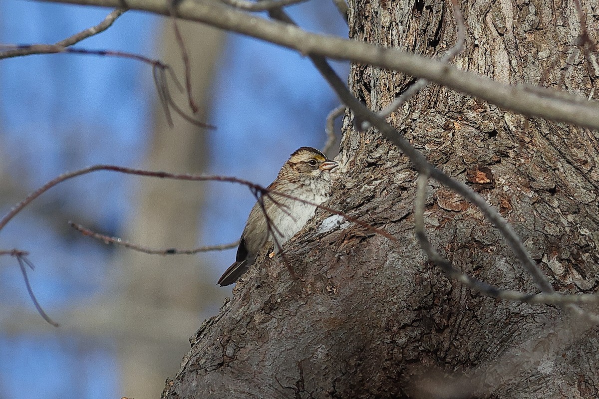 Weißkehlammer - ML649373416