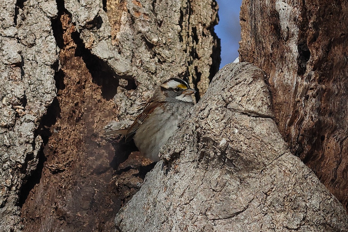 Weißkehlammer - ML649373417