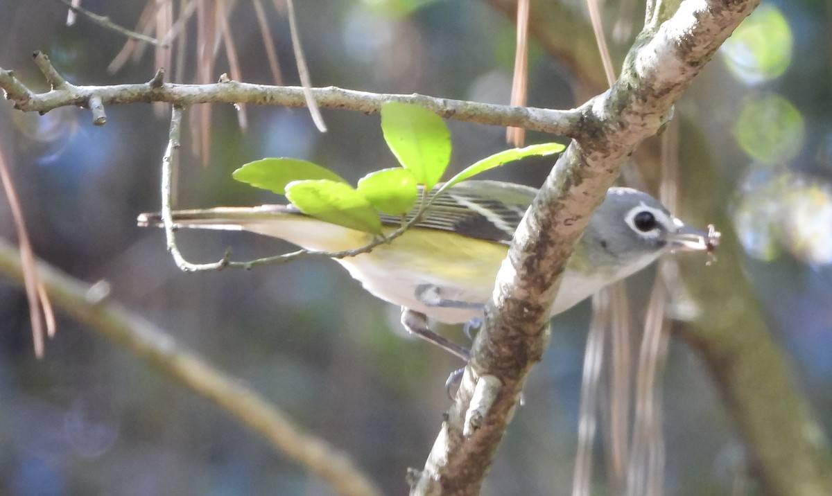 Graukopfvireo - ML649373513