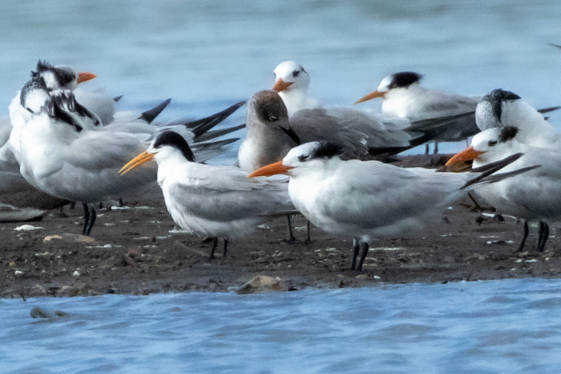 Gabbiano sghignazzante - ML649373731