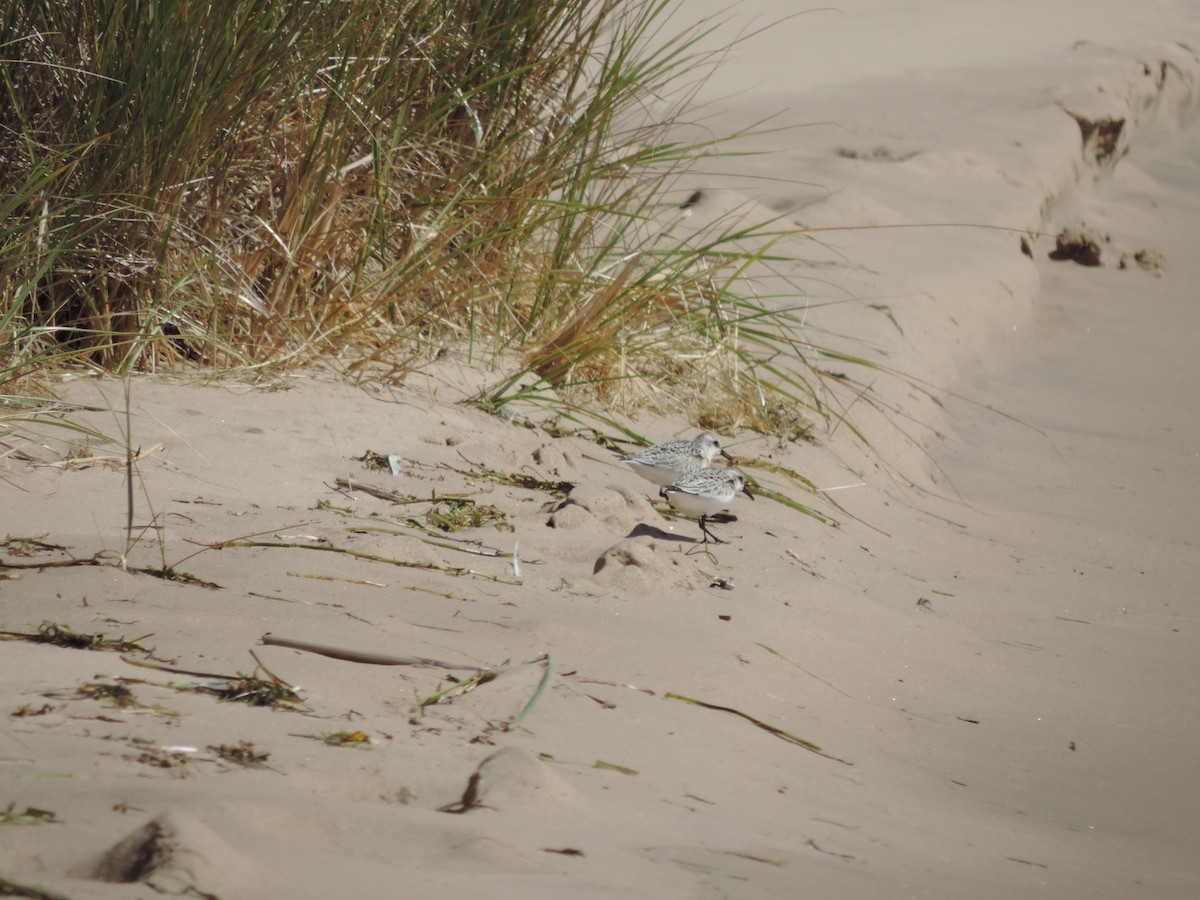 jespák písečný - ML649373794