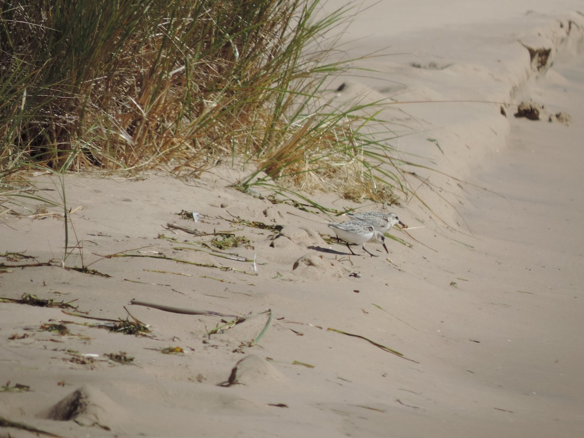 jespák písečný - ML649373795