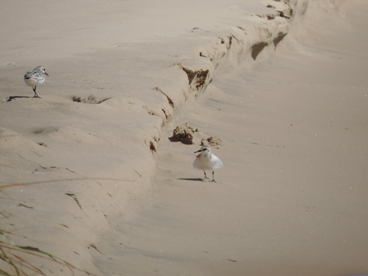 jespák písečný - ML649373804