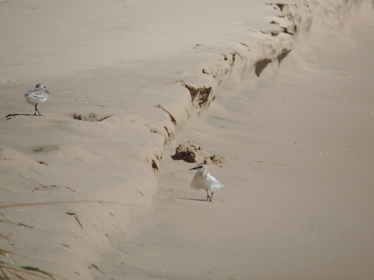 jespák písečný - ML649373805