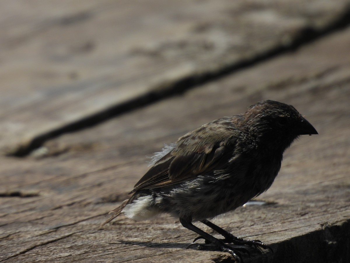 Kleingrundfink - ML649373808