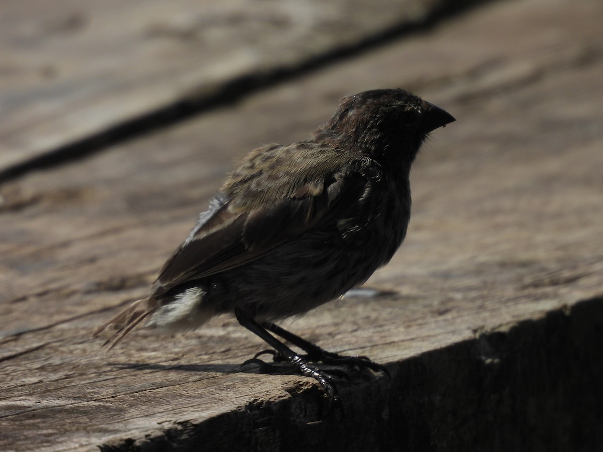 Kleingrundfink - ML649373809