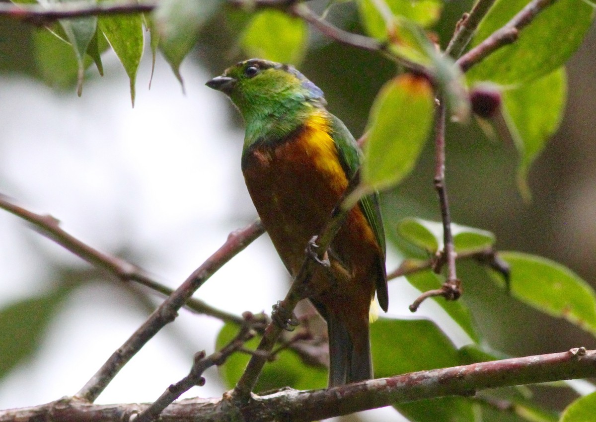 Chestnut-breasted Chlorophonia - ML64937381