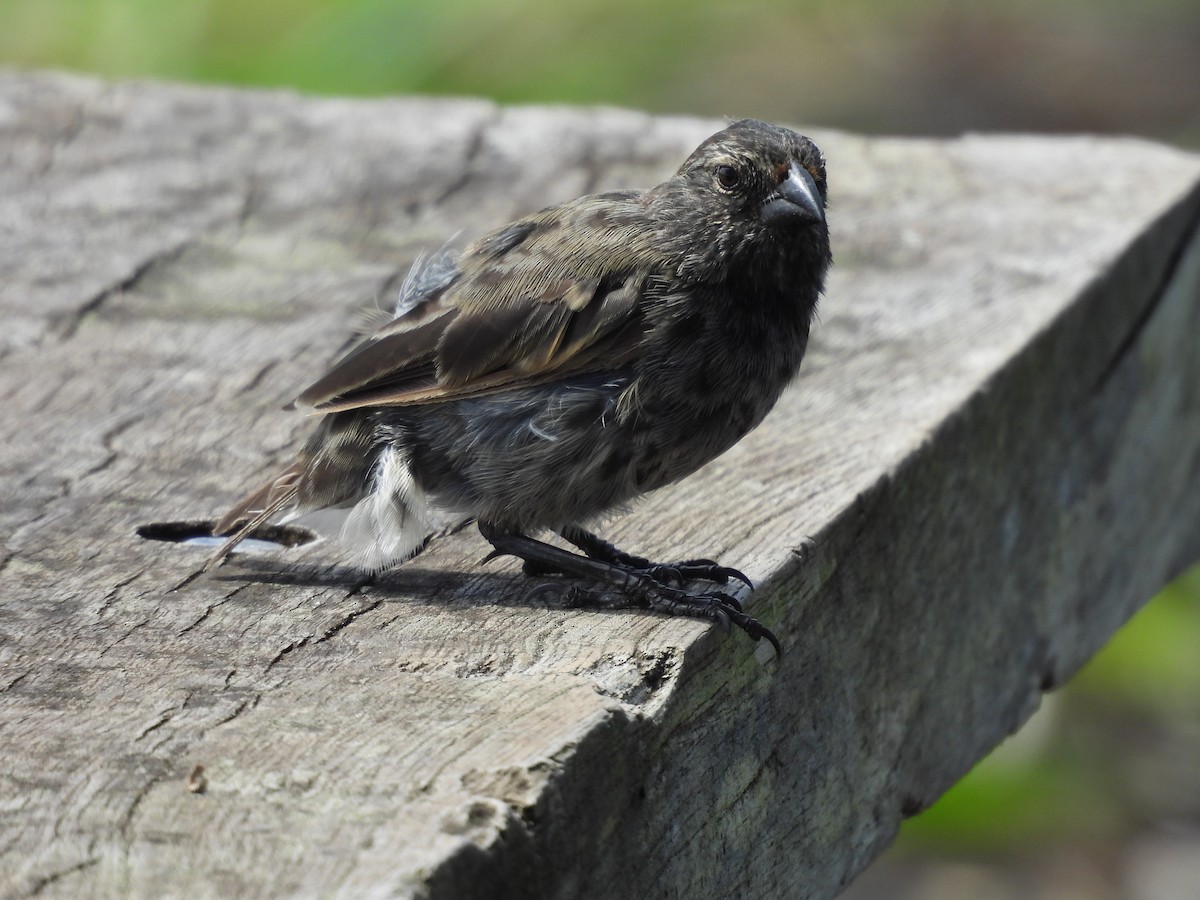 Kleingrundfink - ML649373810