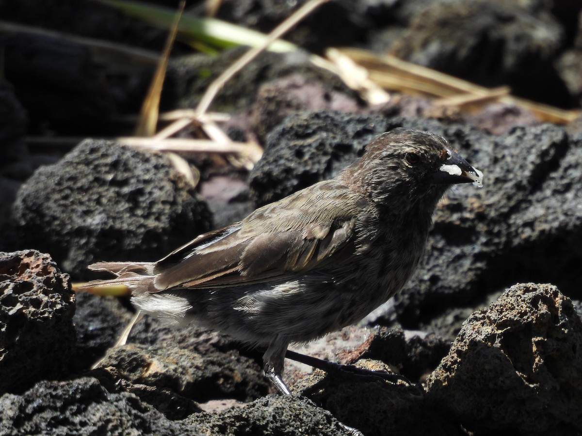 Kleingrundfink - ML649373812