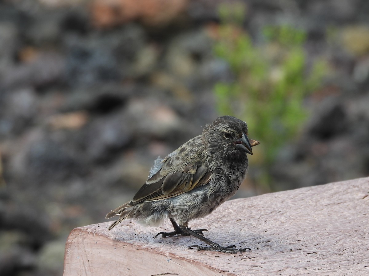 Kleingrundfink - ML649373813