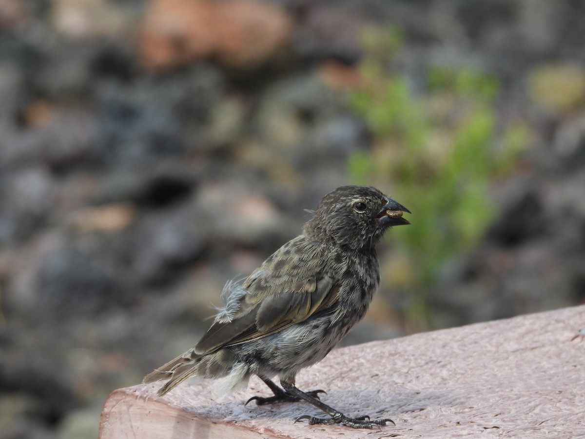 Kleingrundfink - ML649373814