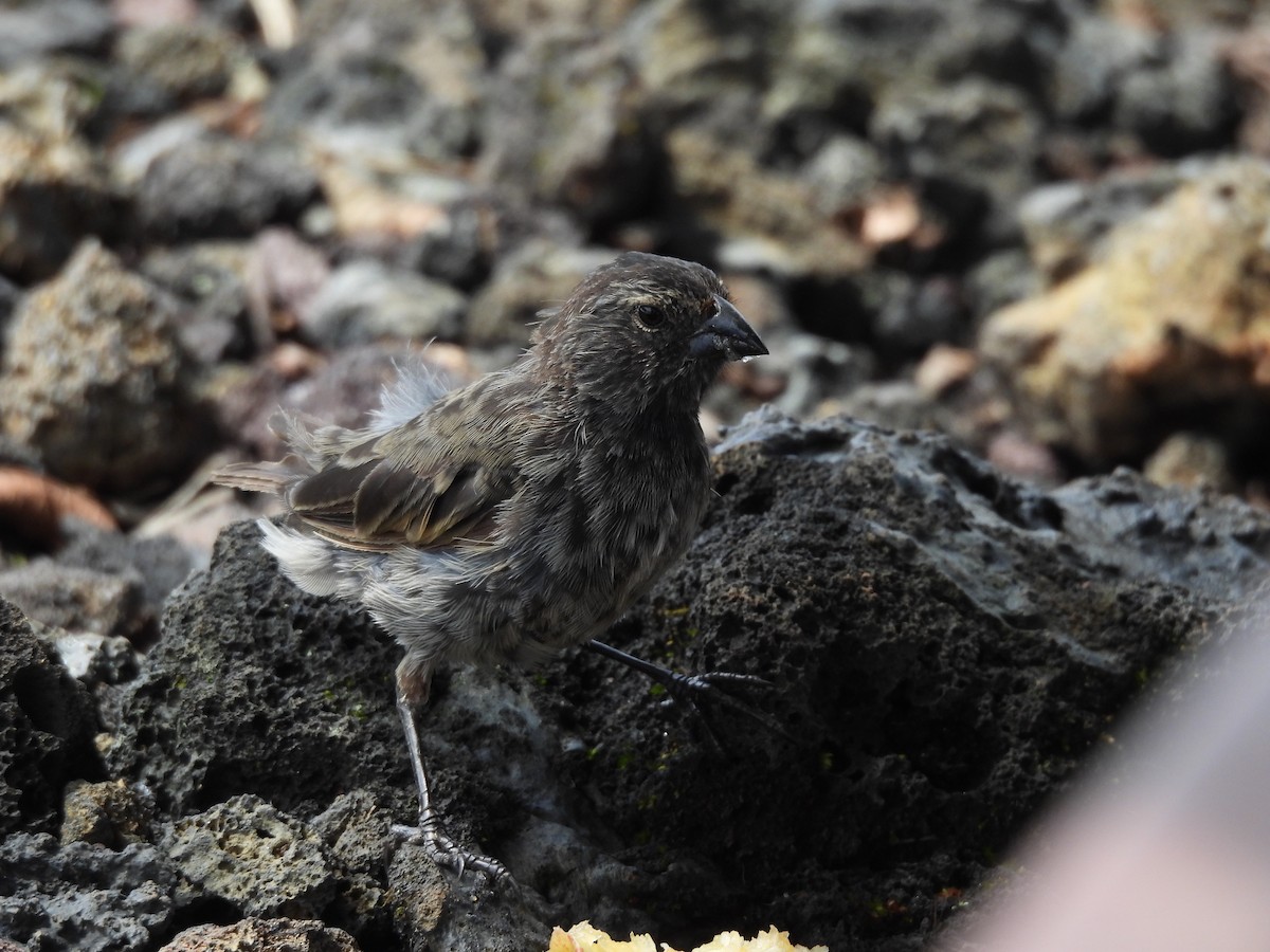 Kleingrundfink - ML649373815