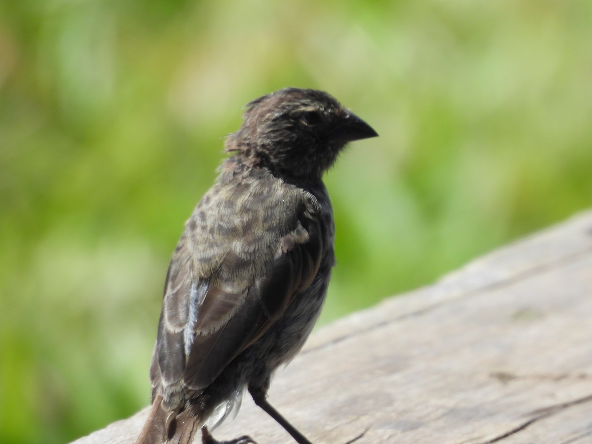 Kleingrundfink - ML649373816