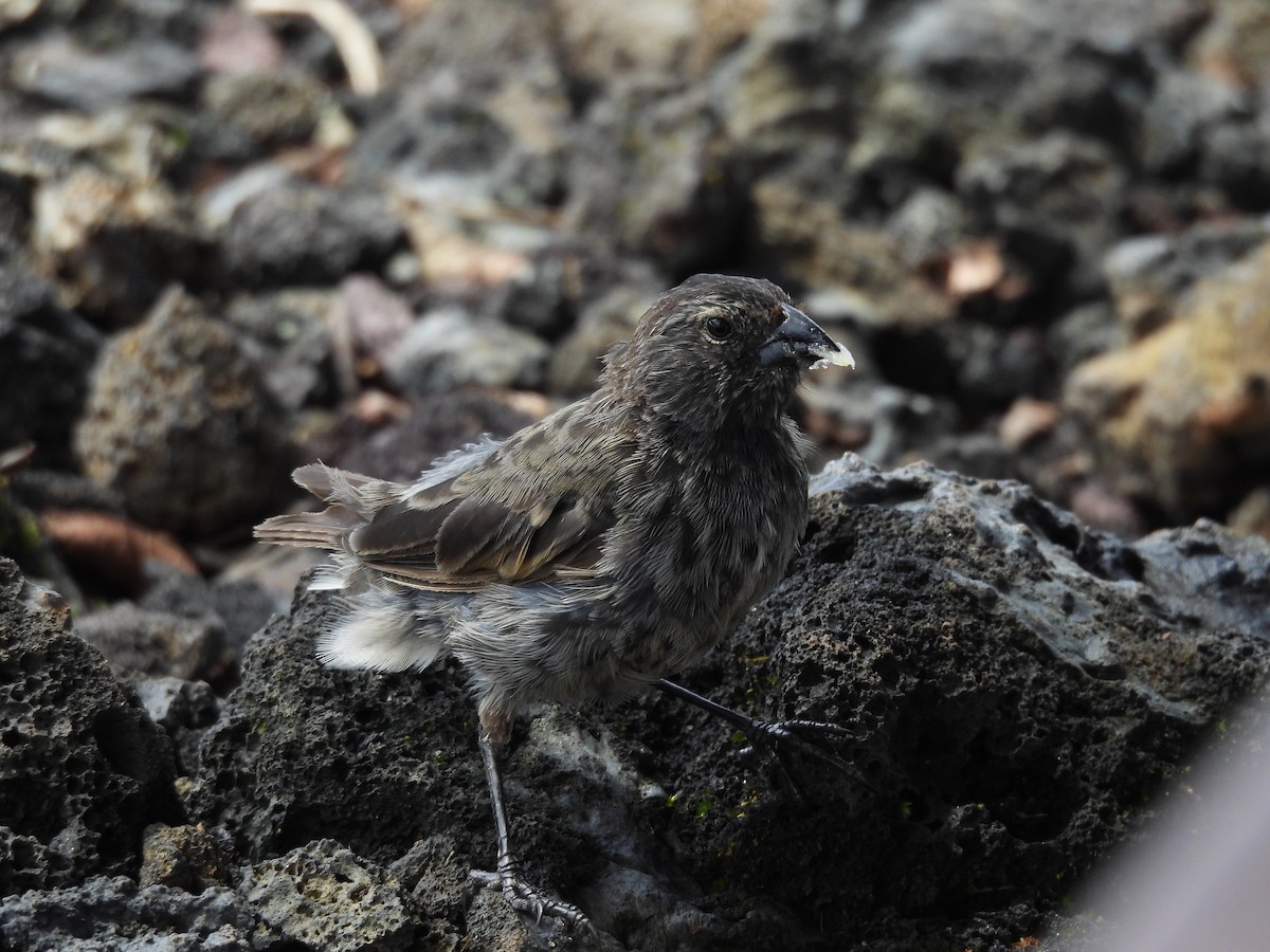 Kleingrundfink - ML649373817