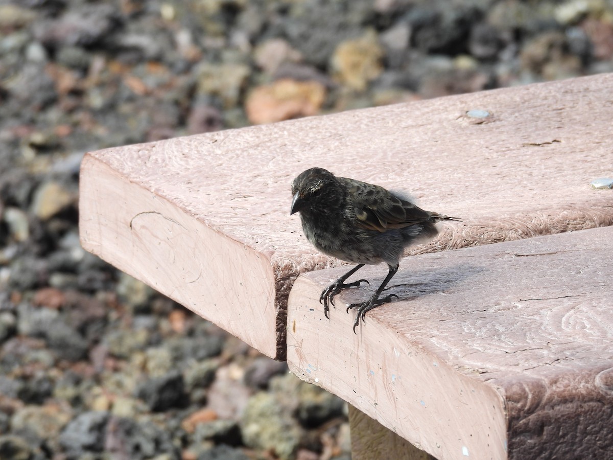 Kleingrundfink - ML649373818