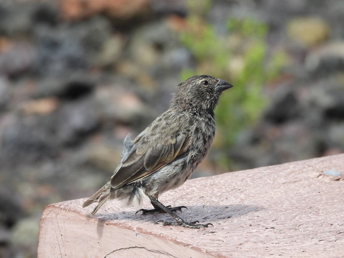 Kleingrundfink - ML649373819