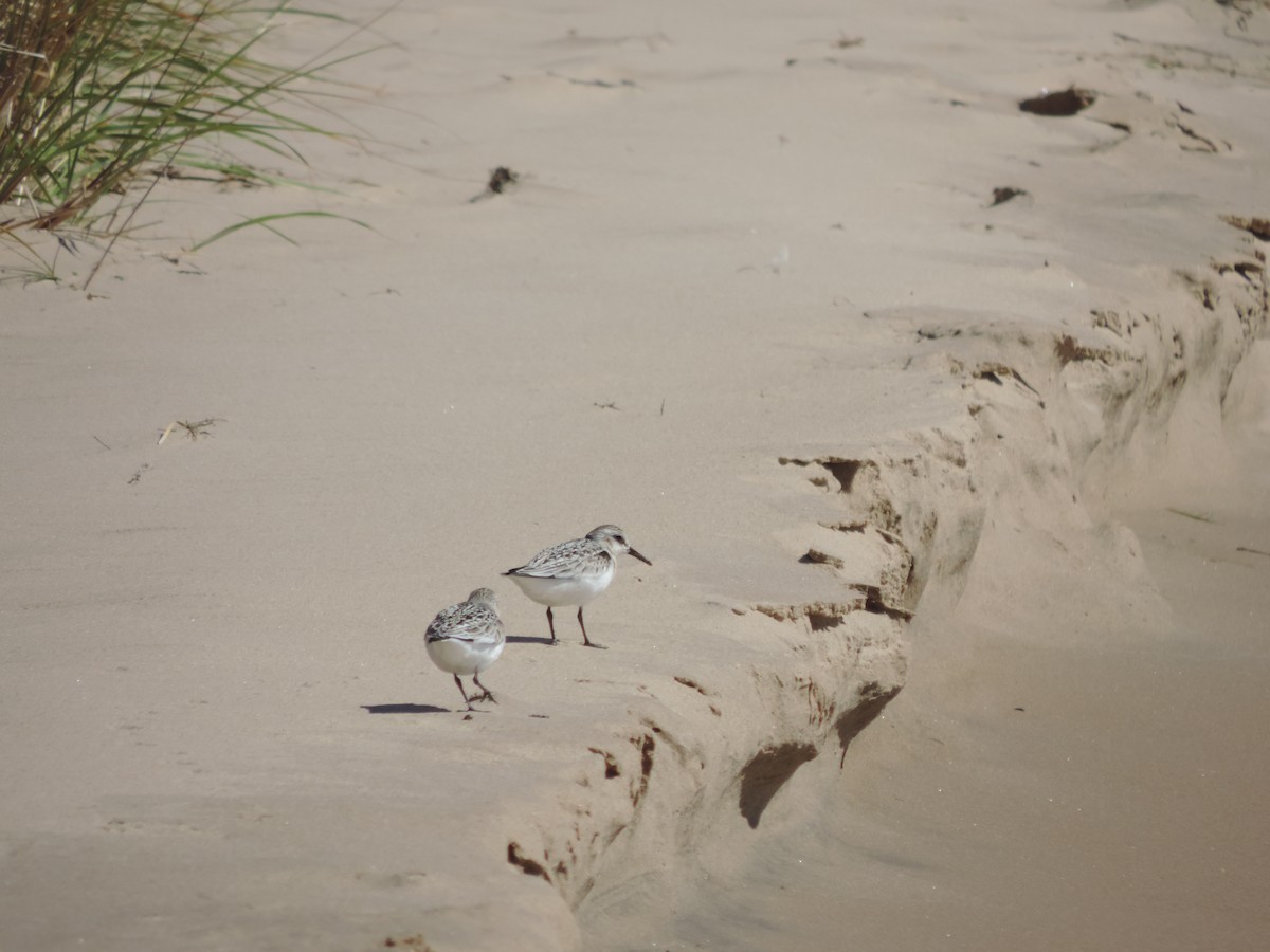 jespák písečný - ML649373823