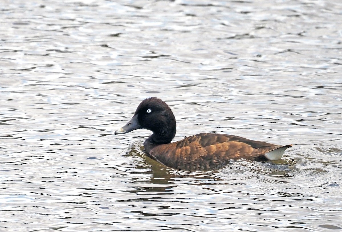 Tasmanmoorente - ML649373824