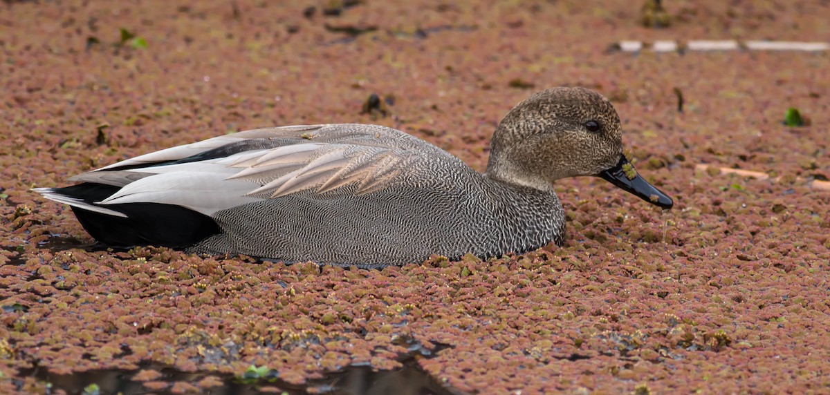 Schnatterente - ML649373825