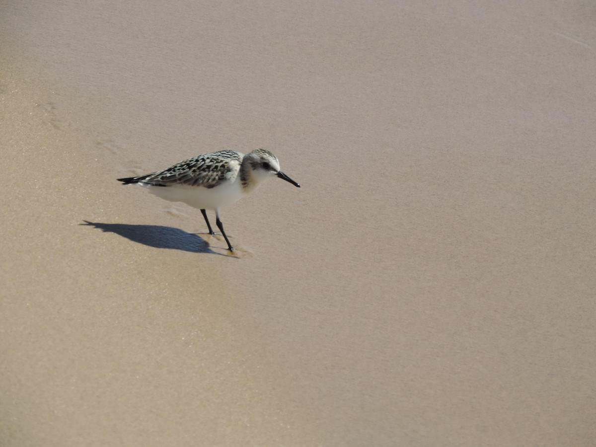 jespák písečný - ML649373826