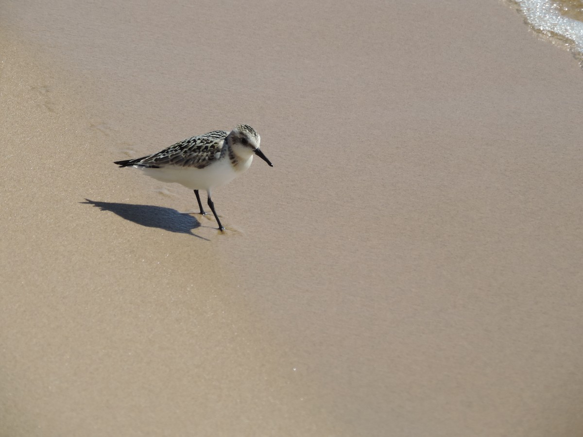 jespák písečný - ML649373827