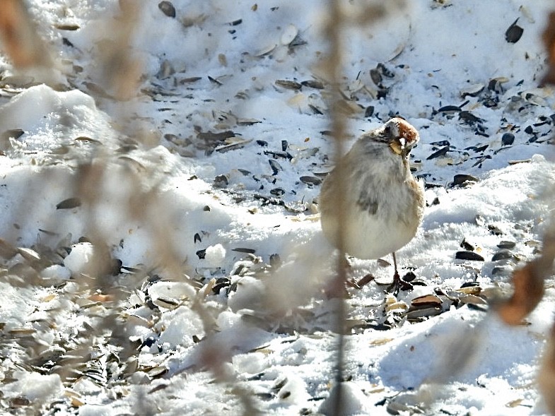 Baumammer - ML649373829