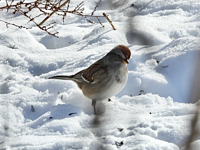 Baumammer - ML649373830