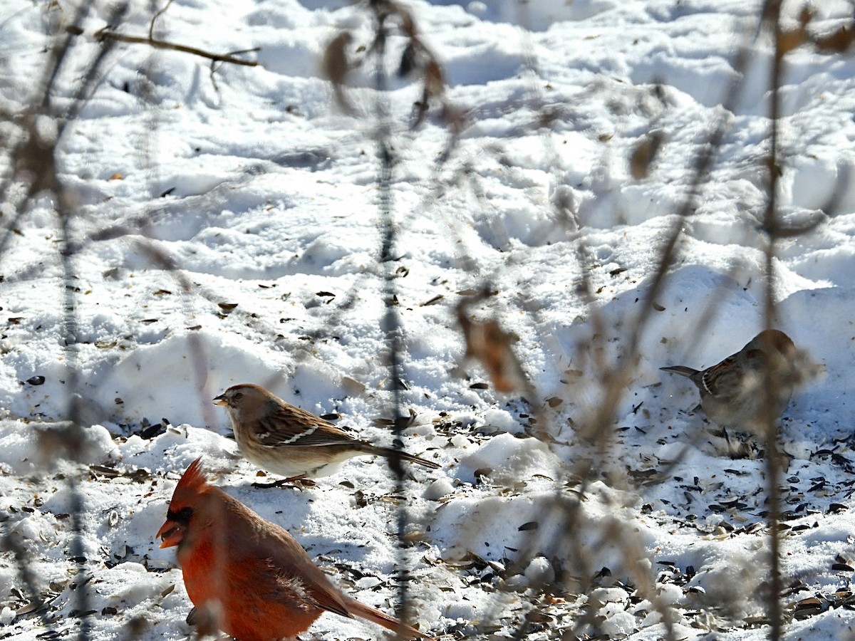 Baumammer - ML649373832