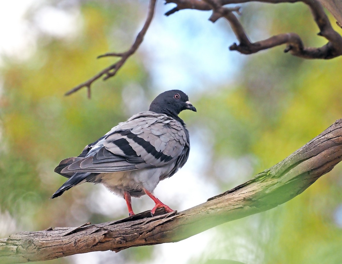 Felsentaube (Straßentaube) - ML649373834