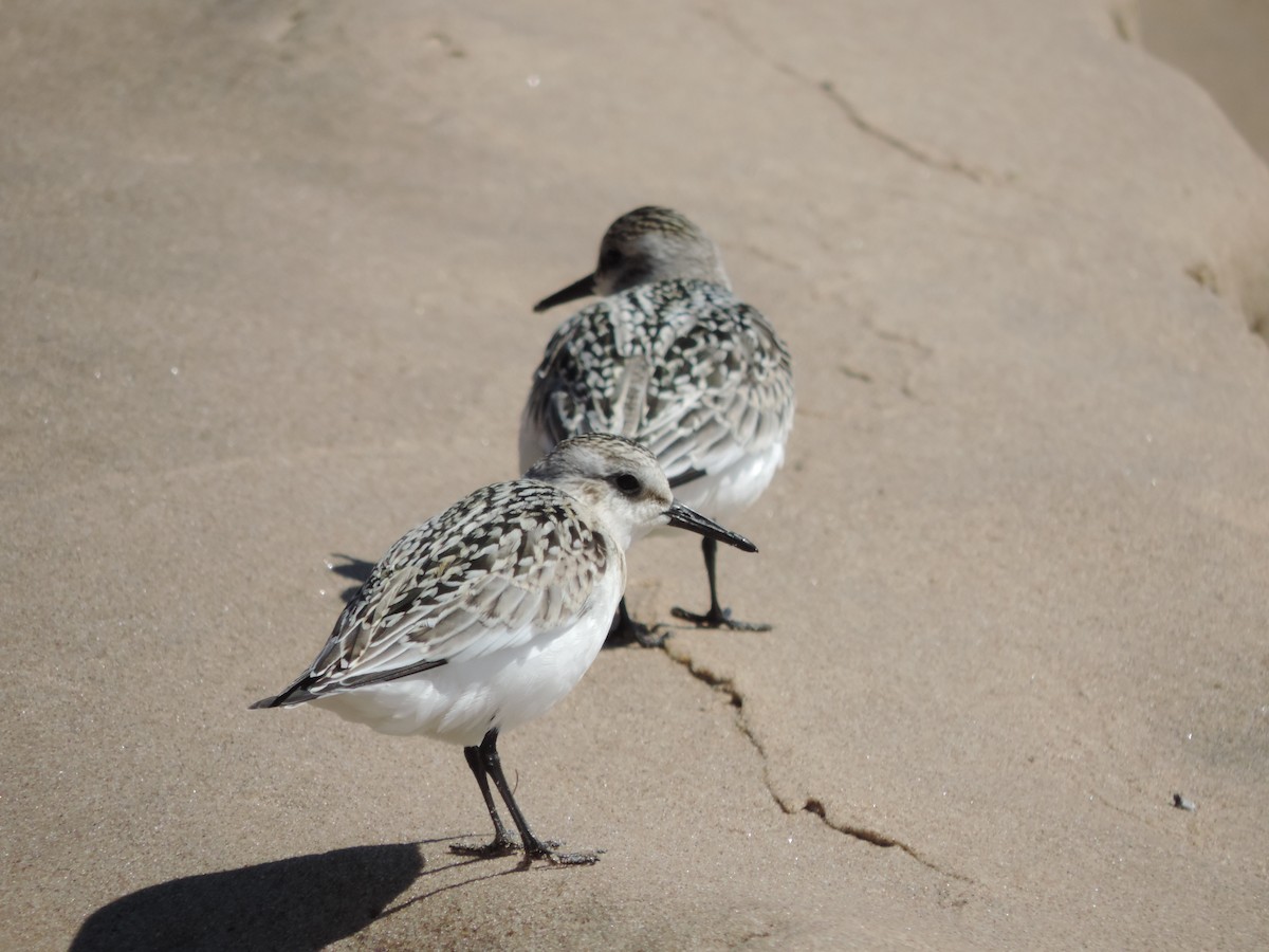 jespák písečný - ML649373835