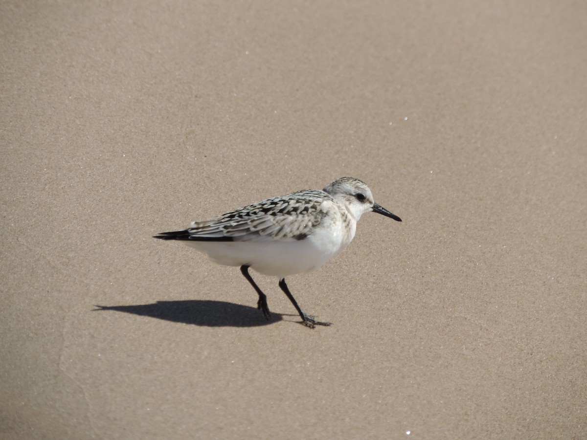 jespák písečný - ML649373836