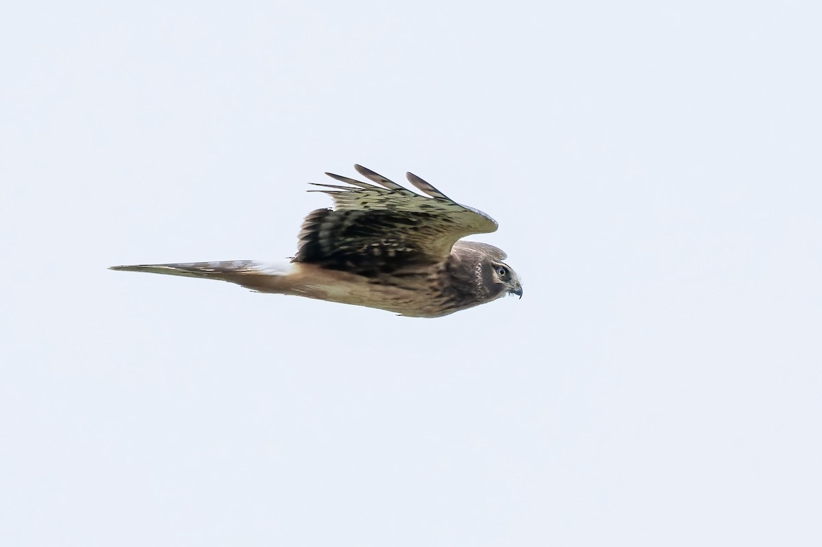 Northern Harrier - ML649373975