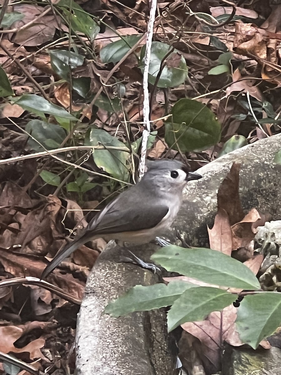 Tufted Titmouse - ML649374373