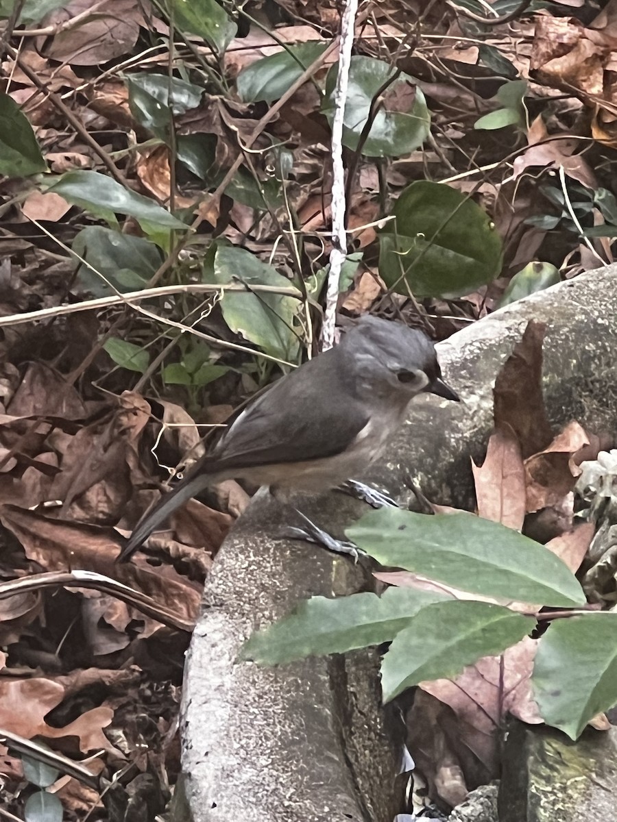 Tufted Titmouse - ML649374374