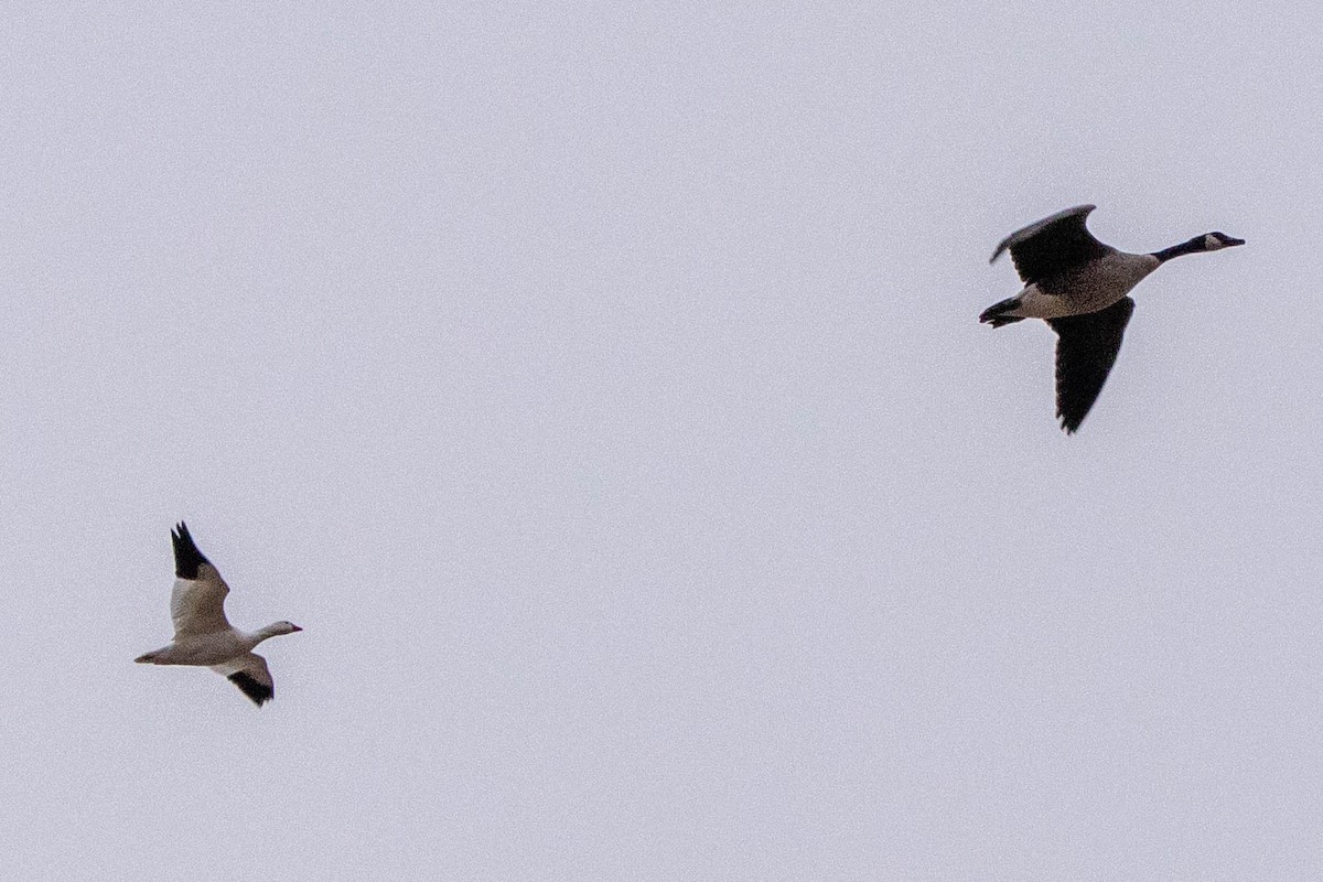 בעלי חיים - ML649374391