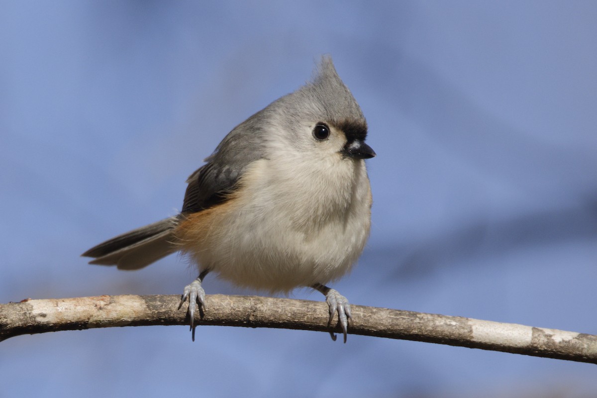 Tufted Titmouse - ML649374394
