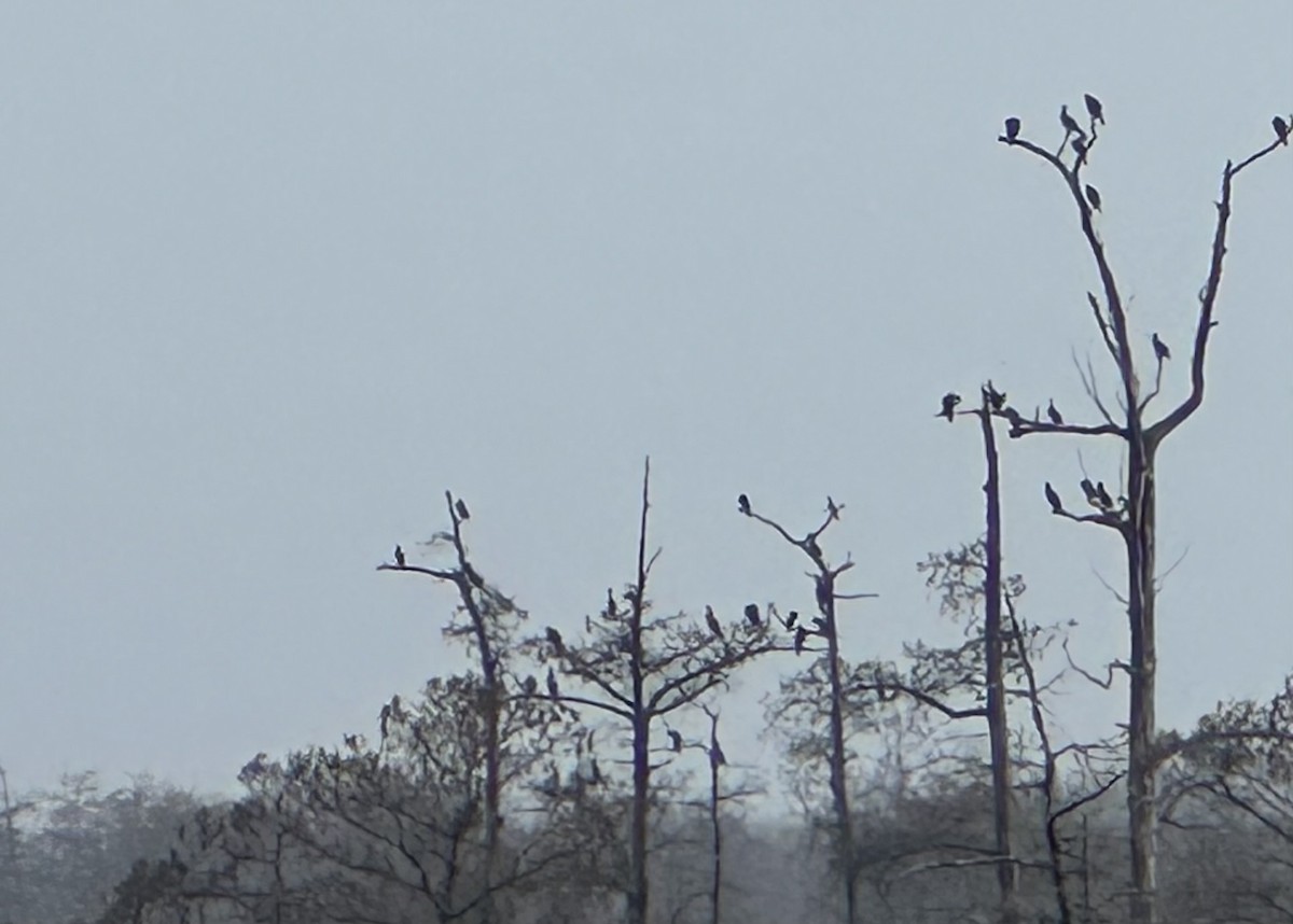 Cormoran à aigrettes - ML649374551