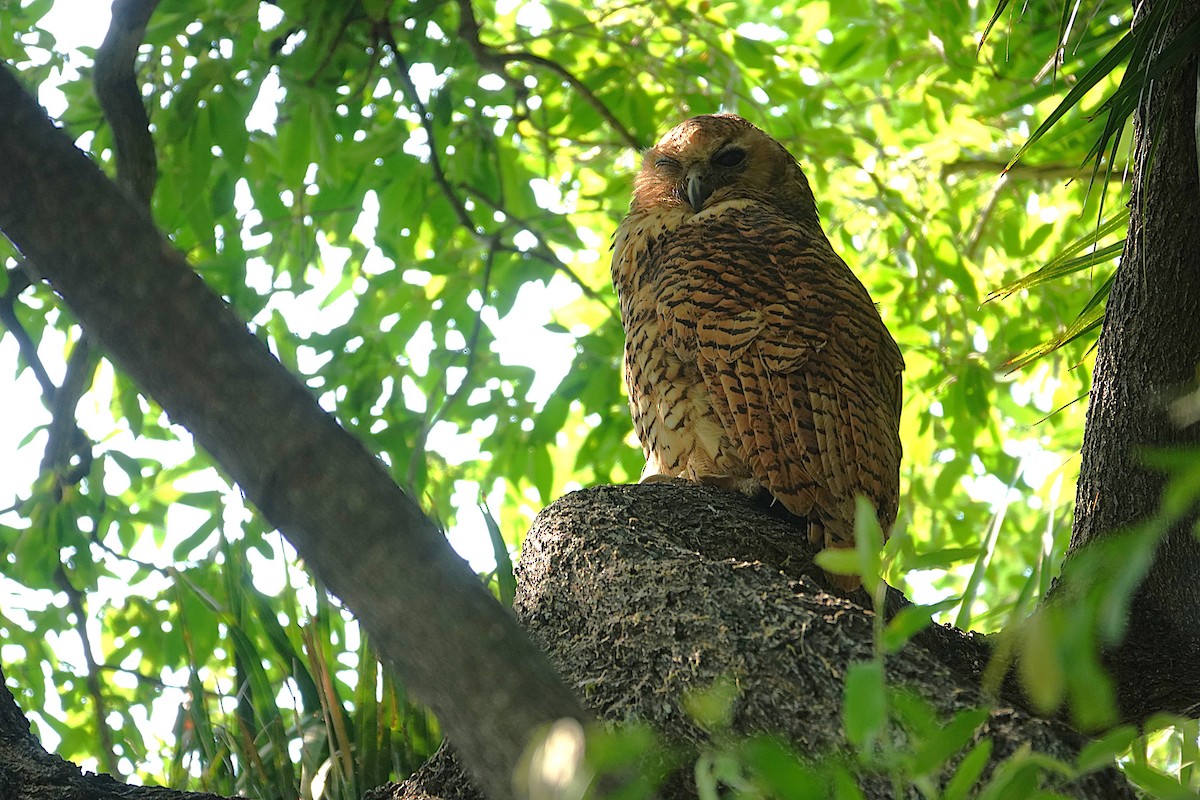 Pel's Fishing-Owl - ML649374588