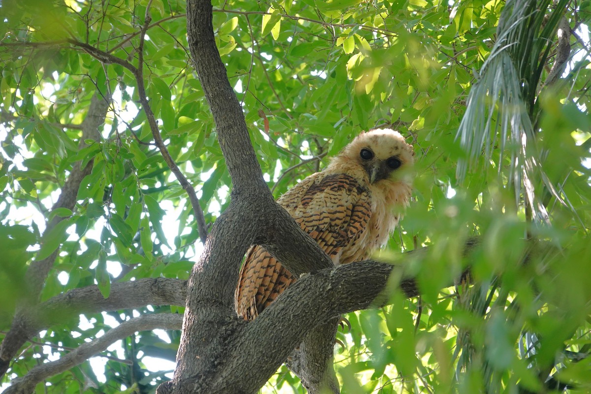 Pel's Fishing-Owl - ML649374589