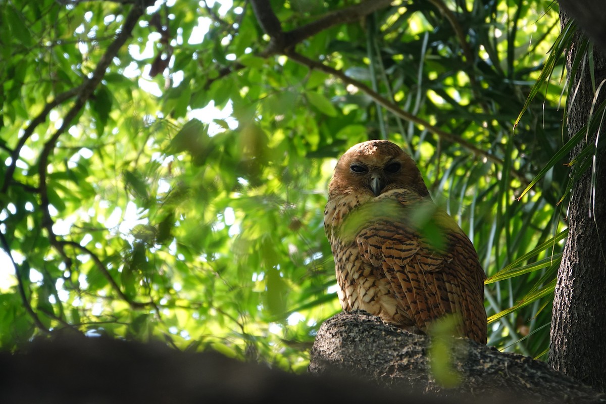 Pel's Fishing-Owl - ML649374590