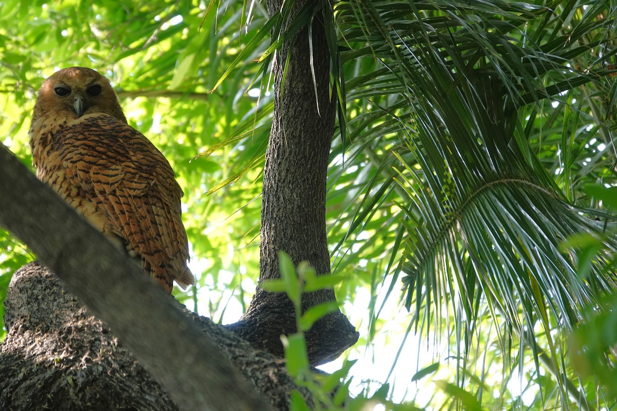 Pel's Fishing-Owl - ML649374591