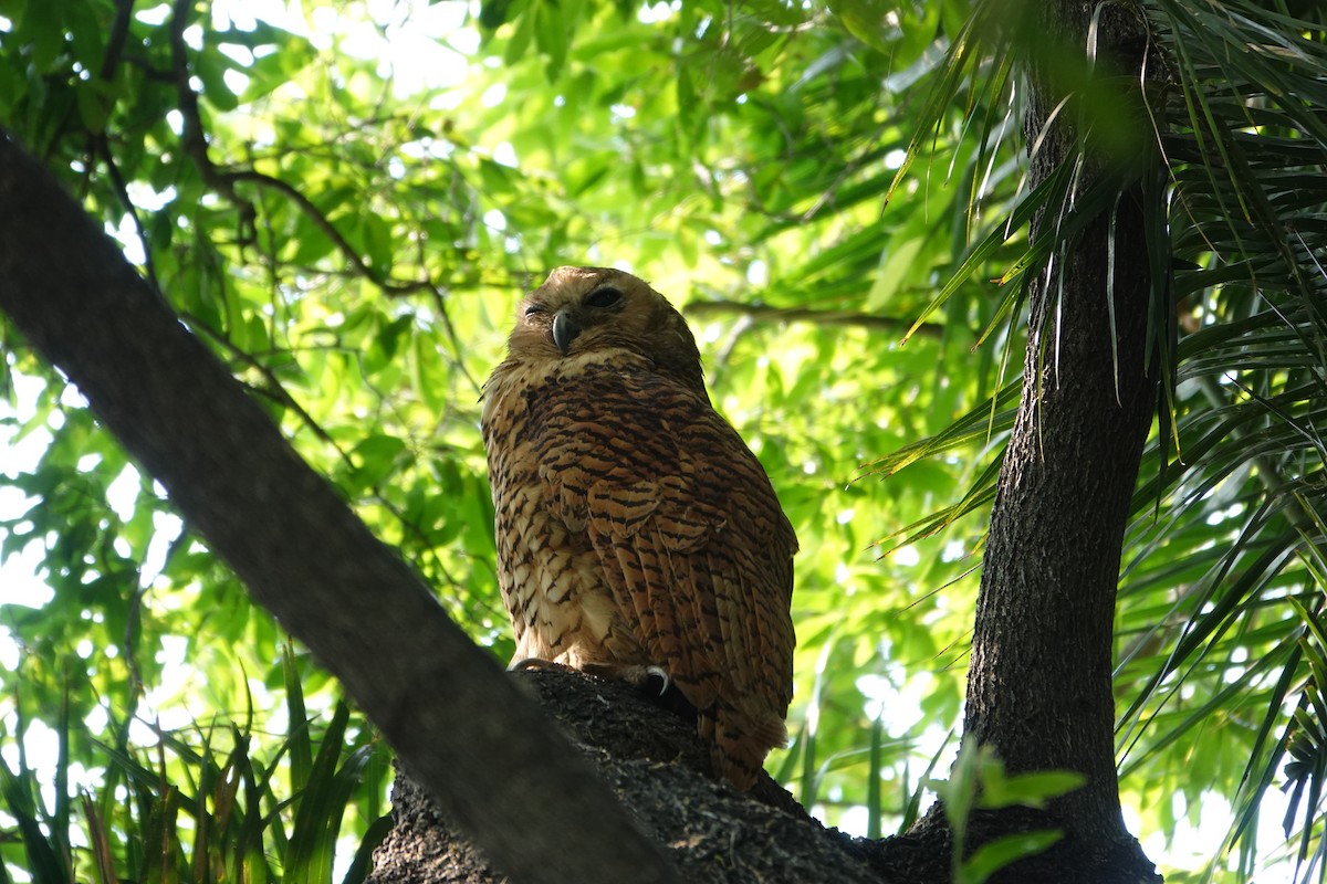 Pel's Fishing-Owl - ML649374592