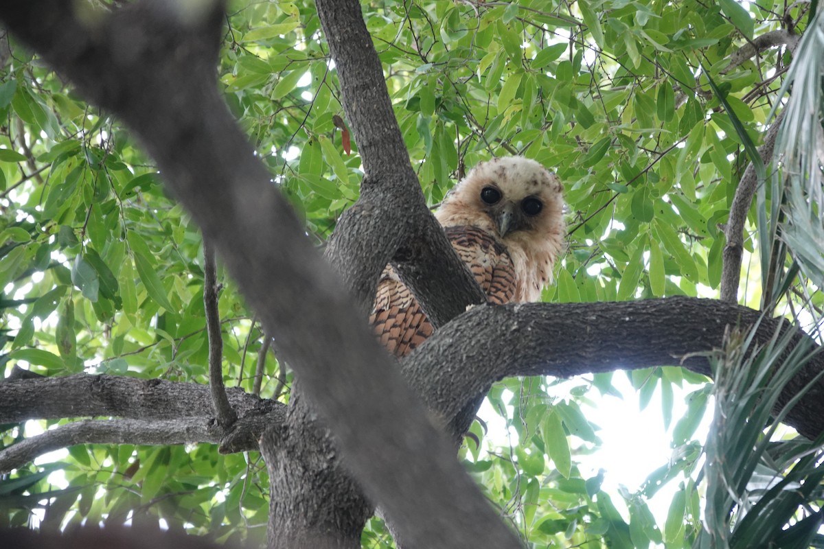 Pel's Fishing-Owl - ML649374593