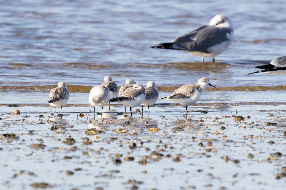 jespák písečný - ML649374617