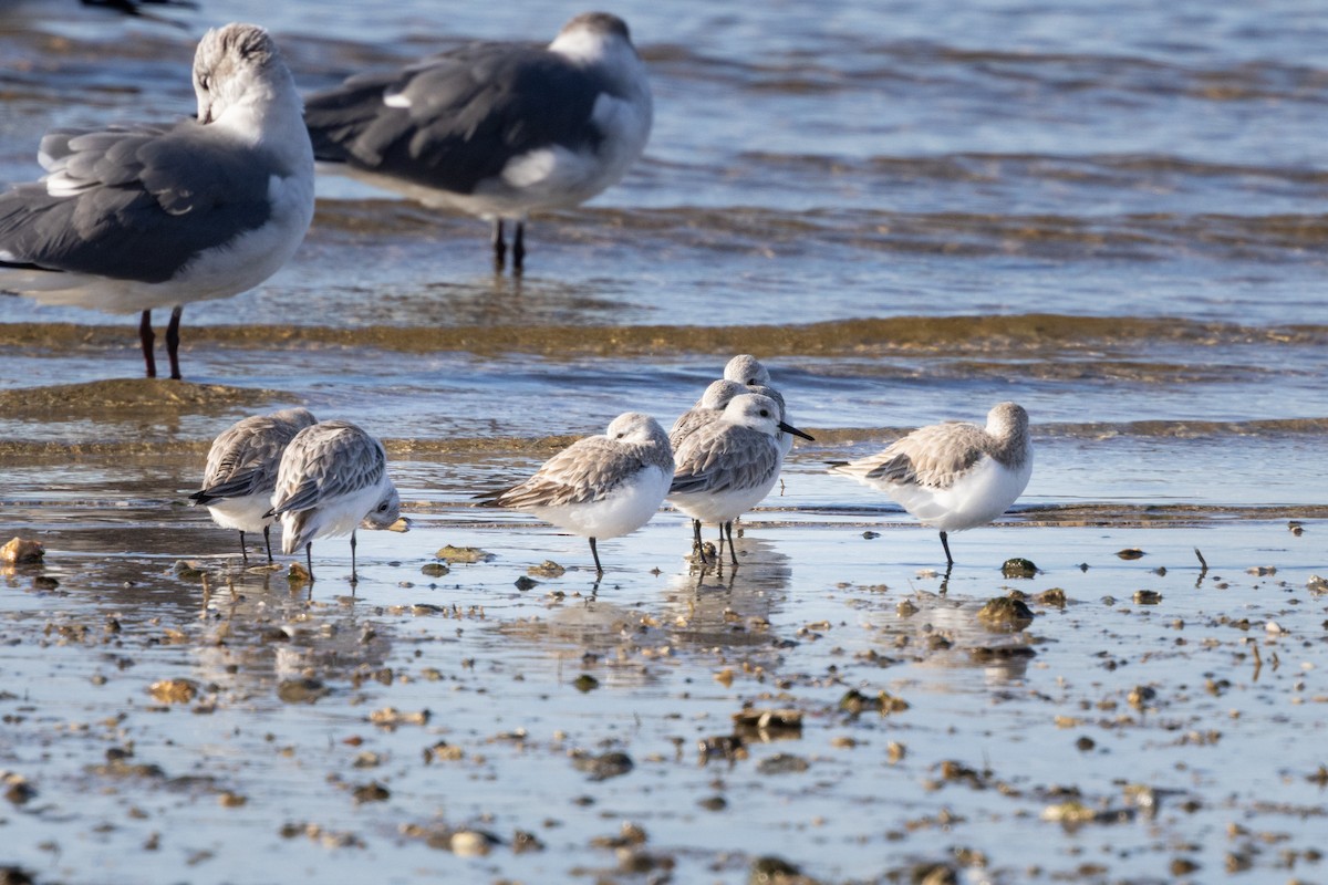 jespák písečný - ML649374618