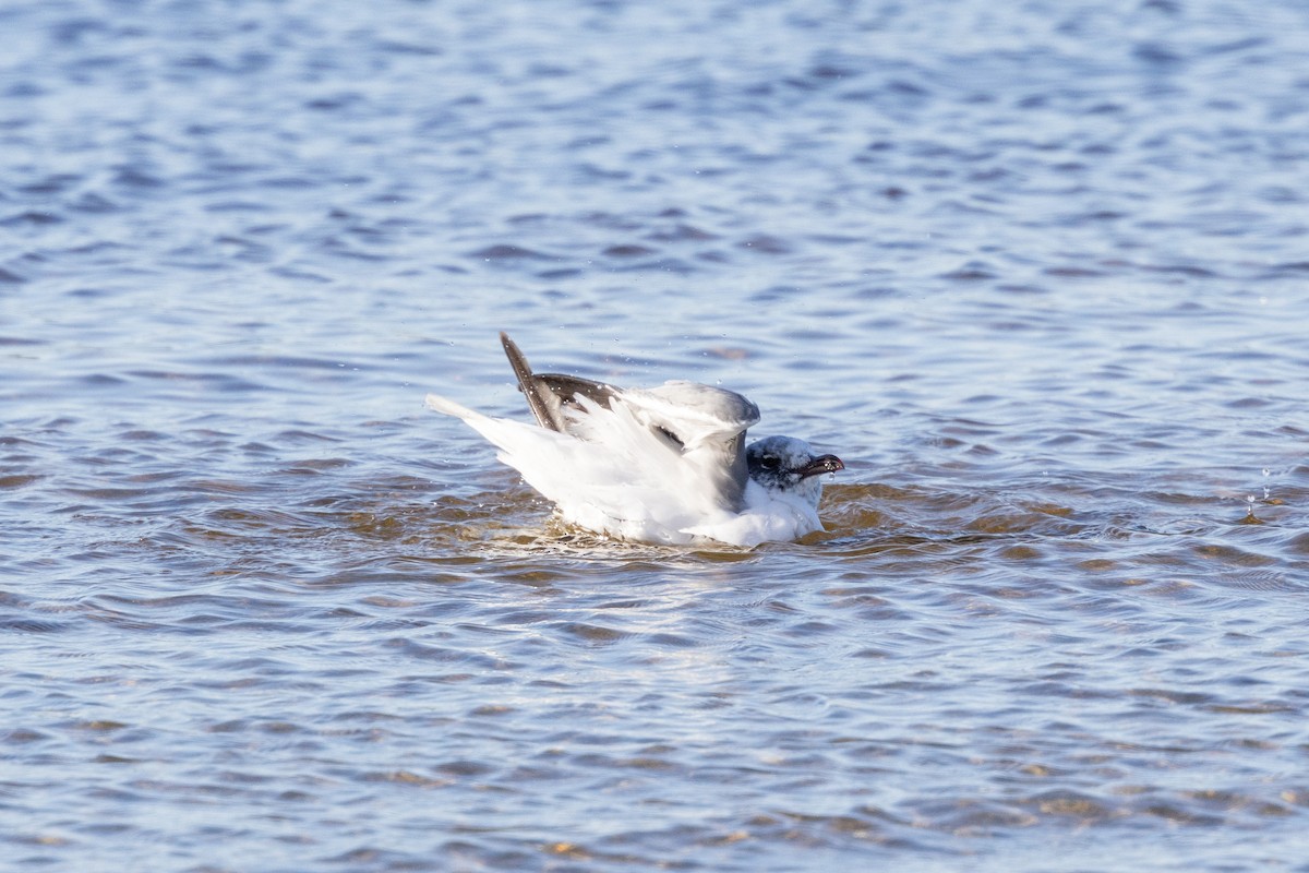 Gabbiano sghignazzante - ML649374636