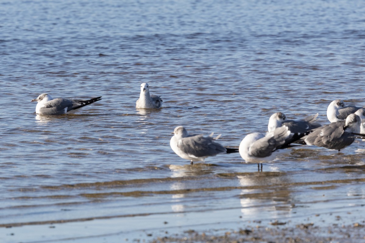 Gabbiano sghignazzante - ML649374639